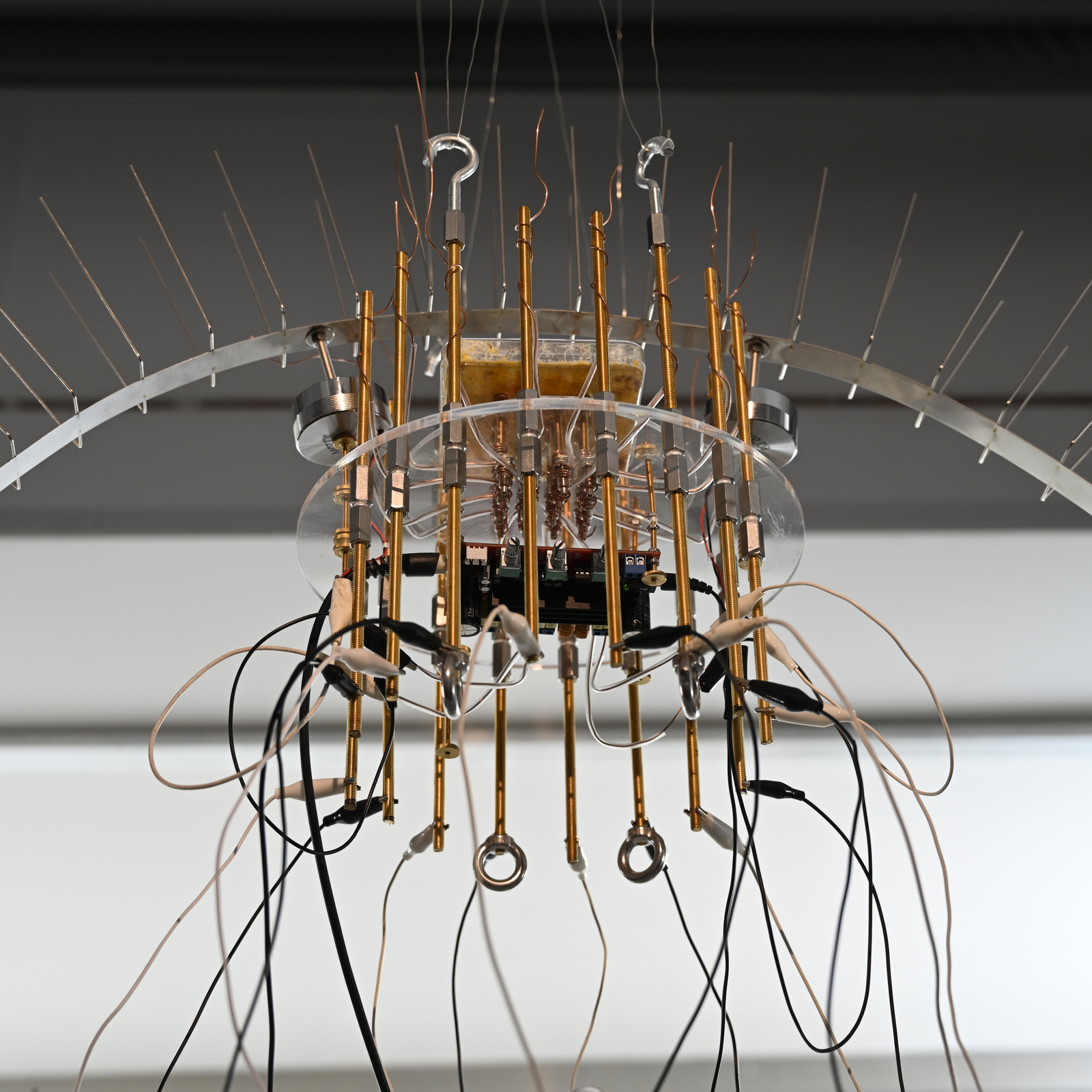 A-x-Myxomycetes installation view
