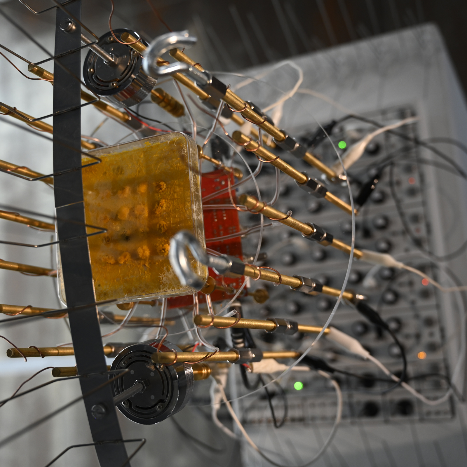 A-x-Myxomycetes sound sculpture
